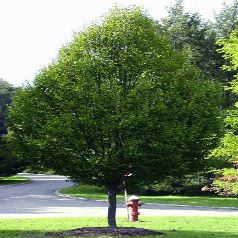 sp 201 cial votre personalit 201 e selon les arbres sp 201 cial votre personalit 201 e selon les arbres